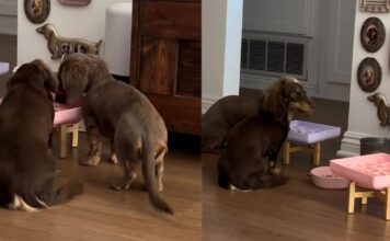 Dogs Share One Bowl at a Time, Making the Second a Backup Course Dogs Share One Bowl at a Time, Making the Second a Backup Course
