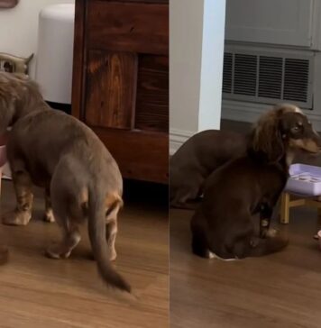 Dogs Share One Bowl at a Time, Making the Second a Backup Course Dogs Share One Bowl at a Time, Making the Second a Backup Course