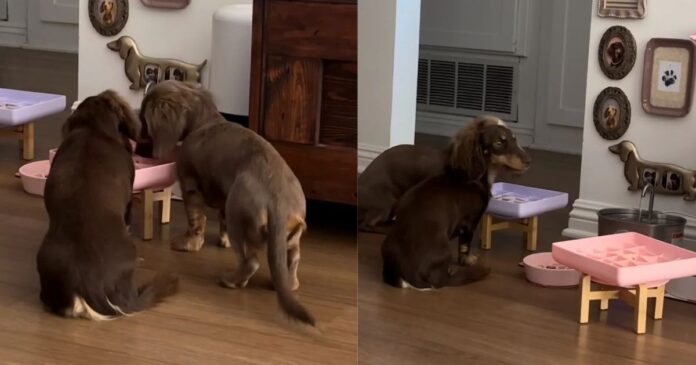 Dogs Share One Bowl at a Time, Making the Second a Backup Course