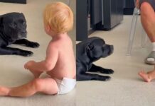 Dogs Usually Play Rough, but Everything Changes When the Baby Is Near Them Dogs Usually Play Rough, but Everything Changes When the Baby Is Near Them