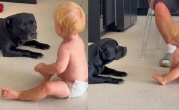 Dogs Usually Play Rough, but Everything Changes When the Baby Is Near Them Dogs Usually Play Rough, but Everything Changes When the Baby Is Near Them