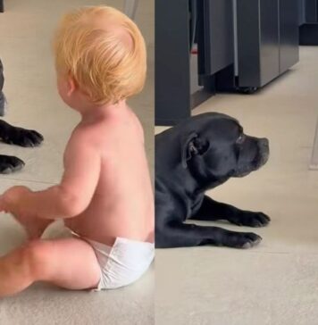 Dogs Usually Play Rough, but Everything Changes When the Baby Is Near Them Dogs Usually Play Rough, but Everything Changes When the Baby Is Near Them