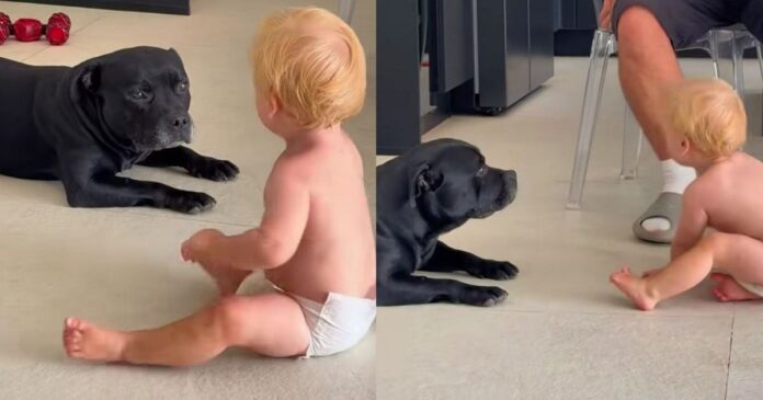 Dogs Usually Play Rough, but Everything Changes When the Baby Is Near Them