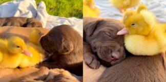 Ducklings Waddle Over To Meet the Puppies, but Everyone Ends up Asleep