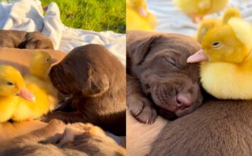 Ducklings Waddle Over To Meet the Puppies, but Everyone Ends up Asleep Ducklings Waddle Over To Meet the Puppies, but Everyone Ends up Asleep
