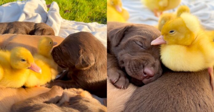 Ducklings Waddle Over To Meet the Puppies, but Everyone Ends up Asleep