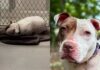 Even After Being Noticed, Shelter Dog Still Sleeps on Concrete Floor With Nothing but a Blanket Even After Being Noticed, Shelter Dog Still Sleeps on Concrete Floor With Nothing but a Blanket