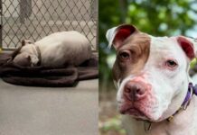Even After Being Noticed, Shelter Dog Still Sleeps on Concrete Floor With Nothing but a Blanket Even After Being Noticed, Shelter Dog Still Sleeps on Concrete Floor With Nothing but a Blanket