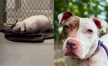 Even After Being Noticed, Shelter Dog Still Sleeps on Concrete Floor With Nothing but a Blanket Even After Being Noticed, Shelter Dog Still Sleeps on Concrete Floor With Nothing but a Blanket