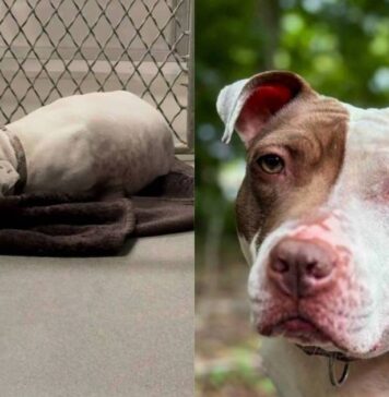 Even After Being Noticed, Shelter Dog Still Sleeps on Concrete Floor With Nothing but a Blanket Even After Being Noticed, Shelter Dog Still Sleeps on Concrete Floor With Nothing but a Blanket