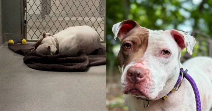 Even-After-Being-Noticed-Shelter-Dog-Still-Sleeps-on-Concrete.jpg Even After Being Noticed, Shelter Dog Still Sleeps on Concrete Floor With Nothing but a Blanket
