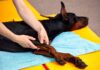 Gentle Dog Stretching Exercises – Whole Dog Journal Gentle Dog Stretching Exercises - Whole Dog Journal