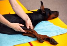 Gentle Dog Stretching Exercises – Whole Dog Journal Gentle Dog Stretching Exercises - Whole Dog Journal