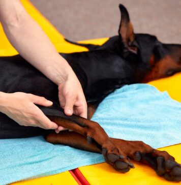 Gentle Dog Stretching Exercises – Whole Dog Journal Gentle Dog Stretching Exercises - Whole Dog Journal