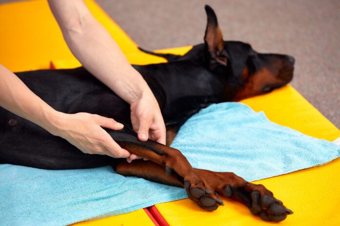 Gentle Dog Stretching Exercises - Whole Dog Journal