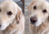 Golden Retriever Becomes Mom’s Work Assistant With the Easiest Job Description Ever Golden Retriever Becomes Mom’s Work Assistant With the Easiest Job Description Ever