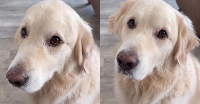 Golden Retriever Becomes Mom’s Work Assistant With the Easiest Job Description Ever