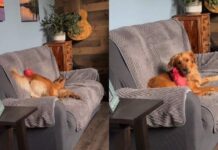 Golden Retriever Can’t Contain Herself Once the Squeaky Toy Comes Out Golden Retriever Can't Contain Herself Once the Squeaky Toy Comes Out