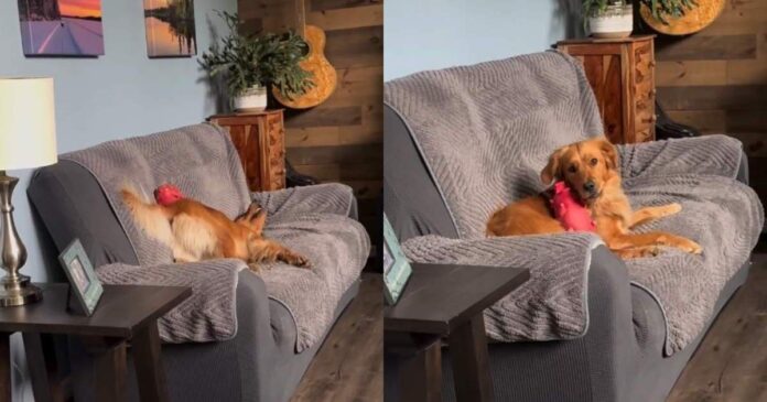 Golden Retriever Can't Contain Herself Once the Squeaky Toy Comes Out