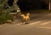 Golden Retriever Finds a Giant Branch & Suddenly His Human Is Just Along for the Ride Golden Retriever Finds a Giant Branch & Suddenly His Human Is Just Along for the Ride