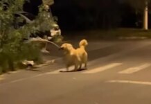 Golden Retriever Finds a Giant Branch & Suddenly His Human Is Just Along for the Ride Golden Retriever Finds a Giant Branch & Suddenly His Human Is Just Along for the Ride