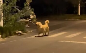 Golden Retriever Finds a Giant Branch & Suddenly His Human Is Just Along for the Ride Golden Retriever Finds a Giant Branch & Suddenly His Human Is Just Along for the Ride