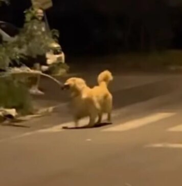 Golden Retriever Finds a Giant Branch & Suddenly His Human Is Just Along for the Ride Golden Retriever Finds a Giant Branch & Suddenly His Human Is Just Along for the Ride