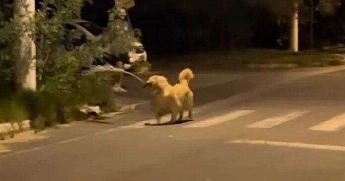 Golden-Retriever-Finds-a-Giant-Branch-Suddenly-His-Human.jpg Golden Retriever Finds a Giant Branch & Suddenly His Human Is Just Along for the Ride