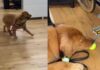 Golden Retriever Finds a Tennis Ball at His Owner’s Workplace & Refuses To Let It Go Golden Retriever Finds a Tennis Ball at His Owner’s Workplace & Refuses To Let It Go