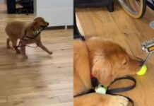 Golden Retriever Finds a Tennis Ball at His Owner’s Workplace & Refuses To Let It Go Golden Retriever Finds a Tennis Ball at His Owner’s Workplace & Refuses To Let It Go