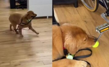 Golden Retriever Finds a Tennis Ball at His Owner’s Workplace & Refuses To Let It Go Golden Retriever Finds a Tennis Ball at His Owner’s Workplace & Refuses To Let It Go