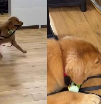 Golden Retriever Finds a Tennis Ball at His Owner’s Workplace & Refuses To Let It Go Golden Retriever Finds a Tennis Ball at His Owner’s Workplace & Refuses To Let It Go