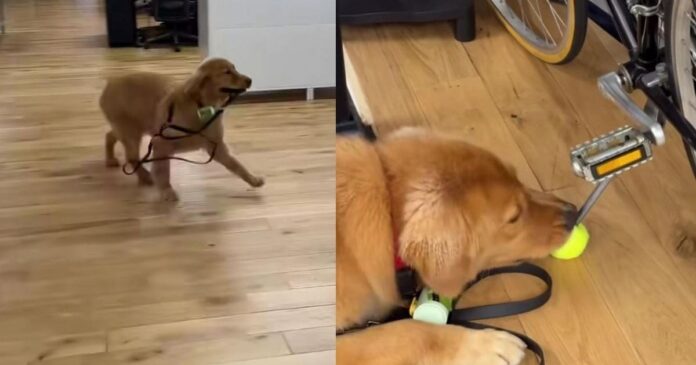Golden Retriever Finds a Tennis Ball at His Owner’s Workplace & Refuses To Let It Go
