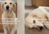 Golden Retriever Flops Over for Belly Rubs Like Her Parents Have Hours to Make Up For Golden Retriever Flops Over for Belly Rubs Like Her Parents Have Hours to Make Up For