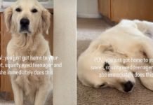 Golden Retriever Flops Over for Belly Rubs Like Her Parents Have Hours to Make Up For Golden Retriever Flops Over for Belly Rubs Like Her Parents Have Hours to Make Up For