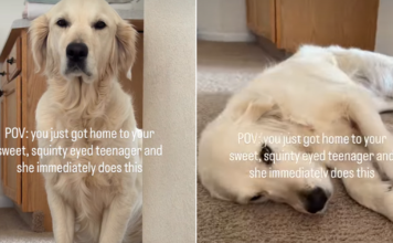 Golden Retriever Flops Over for Belly Rubs Like Her Parents Have Hours to Make Up For Golden Retriever Flops Over for Belly Rubs Like Her Parents Have Hours to Make Up For