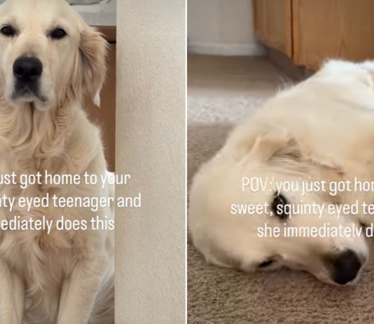 Golden Retriever Flops Over for Belly Rubs Like Her Parents Have Hours to Make Up For Golden Retriever Flops Over for Belly Rubs Like Her Parents Have Hours to Make Up For