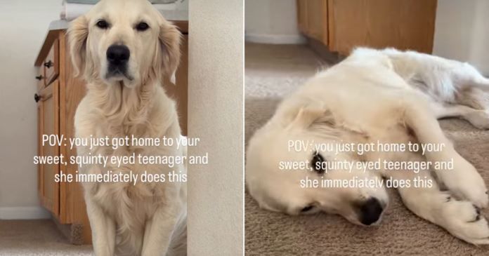 Golden Retriever Flops Over for Belly Rubs Like Her Parents Have Hours to Make Up For