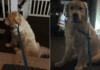 Golden Retriever Gets the Leash On, Then Decides He Is Not Going Anywhere Tonight Golden Retriever Gets the Leash On, Then Decides He Is Not Going Anywhere Tonight