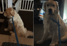 Golden Retriever Gets the Leash On, Then Decides He Is Not Going Anywhere Tonight Golden Retriever Gets the Leash On, Then Decides He Is Not Going Anywhere Tonight