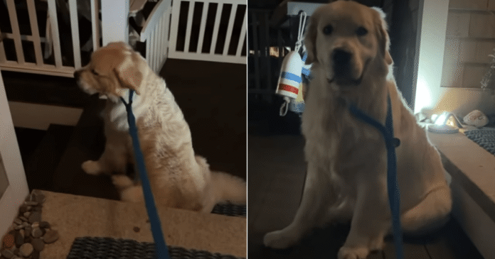 Golden-Retriever-Gets-the-Leash-On-Then-Decides-He-Is.png Golden Retriever Gets the Leash On, Then Decides He Is Not Going Anywhere Tonight