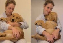 Golden Retriever Hides in Mom’s Arms by the Stairs Because Being Brave Can Wait Until Tomorrow Golden Retriever Hides in Mom’s Arms by the Stairs Because Being Brave Can Wait Until Tomorrow