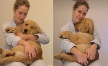 Golden Retriever Hides in Mom’s Arms by the Stairs Because Being Brave Can Wait Until Tomorrow Golden Retriever Hides in Mom’s Arms by the Stairs Because Being Brave Can Wait Until Tomorrow