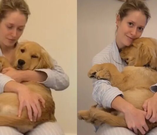 Golden Retriever Hides in Mom’s Arms by the Stairs Because Being Brave Can Wait Until Tomorrow Golden Retriever Hides in Mom’s Arms by the Stairs Because Being Brave Can Wait Until Tomorrow