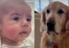 Golden Retriever Looks Ready To Take Credit After Baby Picks up His Funniest Habit Golden Retriever Looks Ready To Take Credit After Baby Picks up His Funniest Habit