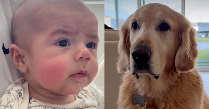 Golden Retriever Looks Ready To Take Credit After Baby Picks up His Funniest Habit