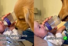 Golden Retriever Makes Sure Tiny Human’s Milk Bottle Passes the Quality Check Golden Retriever Makes Sure Tiny Human’s Milk Bottle Passes the Quality Check