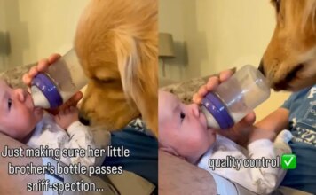 Golden Retriever Makes Sure Tiny Human’s Milk Bottle Passes the Quality Check Golden Retriever Makes Sure Tiny Human’s Milk Bottle Passes the Quality Check