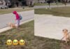 Golden Retriever Pup Can’t Find Her Tiny Human, Then Those Little Legs Go Turbo Golden Retriever Pup Can’t Find Her Tiny Human, Then Those Little Legs Go Turbo