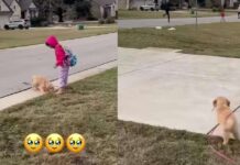 Golden Retriever Pup Can’t Find Her Tiny Human, Then Those Little Legs Go Turbo Golden Retriever Pup Can’t Find Her Tiny Human, Then Those Little Legs Go Turbo